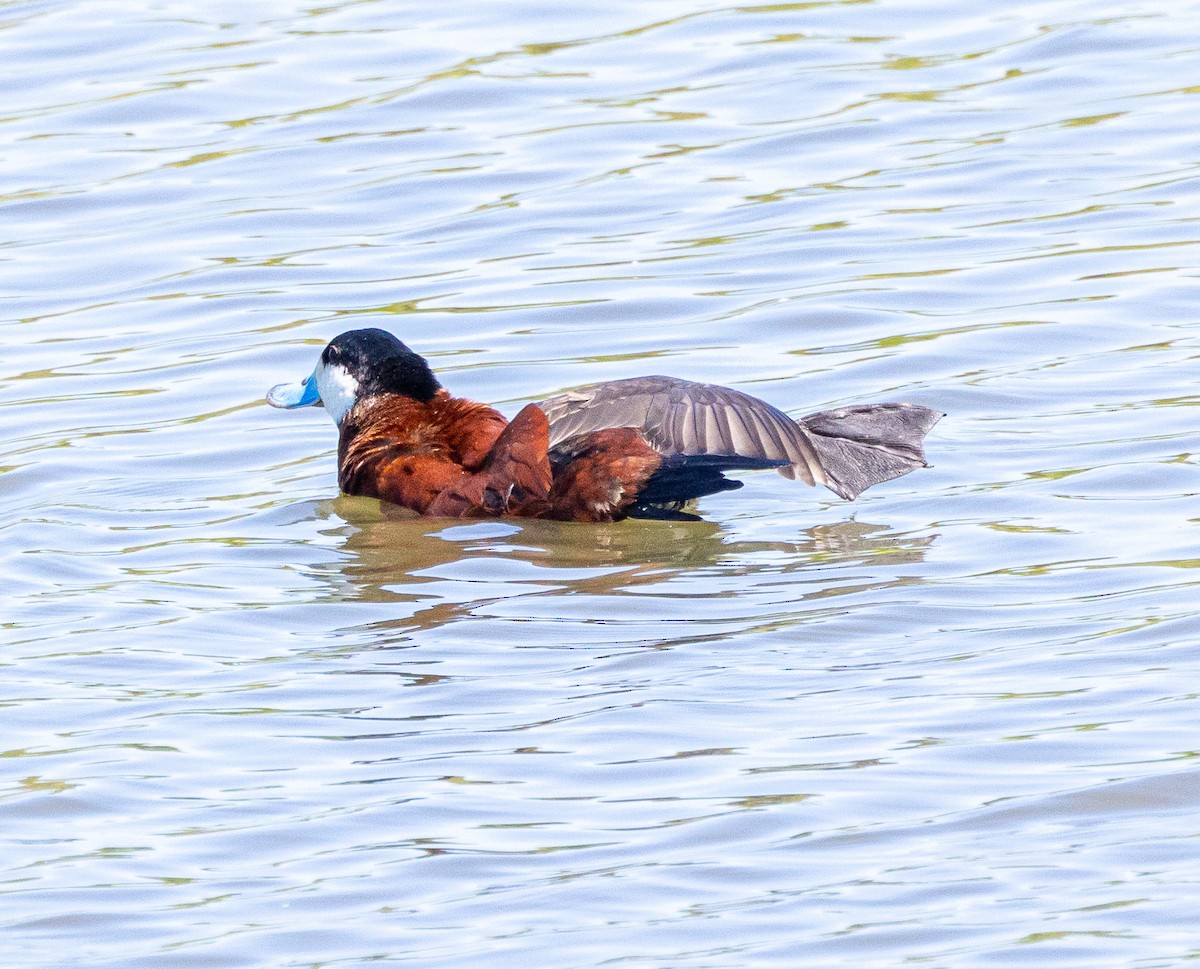 Ruddy Duck - Ben  Valdez