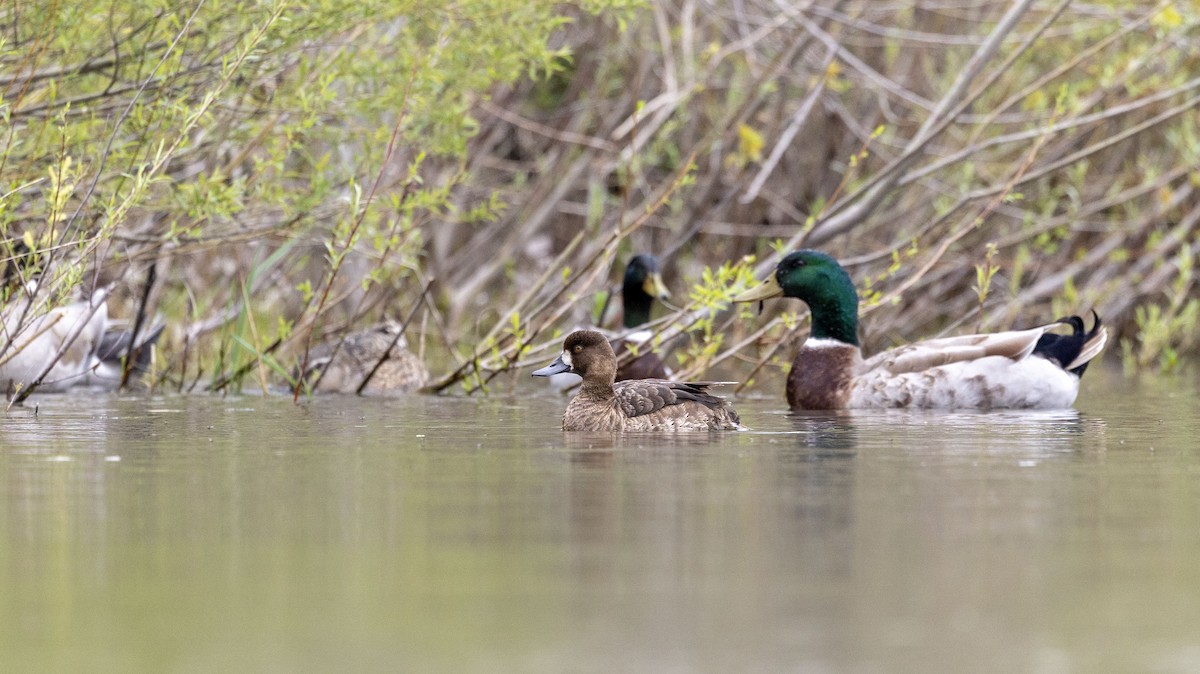 Greater Scaup - Lonny Garris