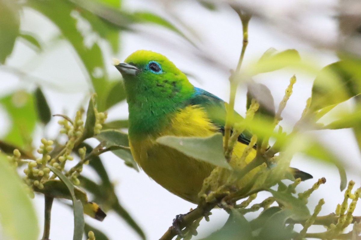 Blue-naped Chlorophonia - João Paulo Durante