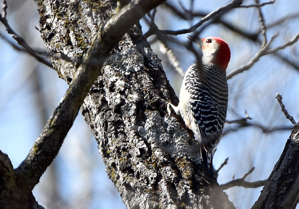 Red-bellied Woodpecker - ML618176538