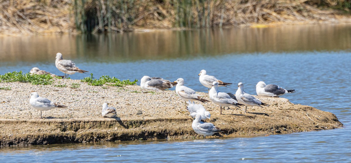 Ring-billed Gull - Ben  Valdez