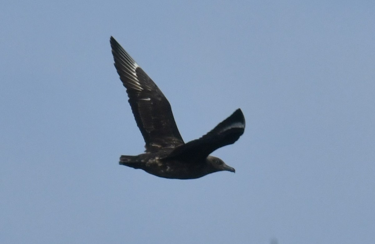 Brown Skua - Ron Sawyer