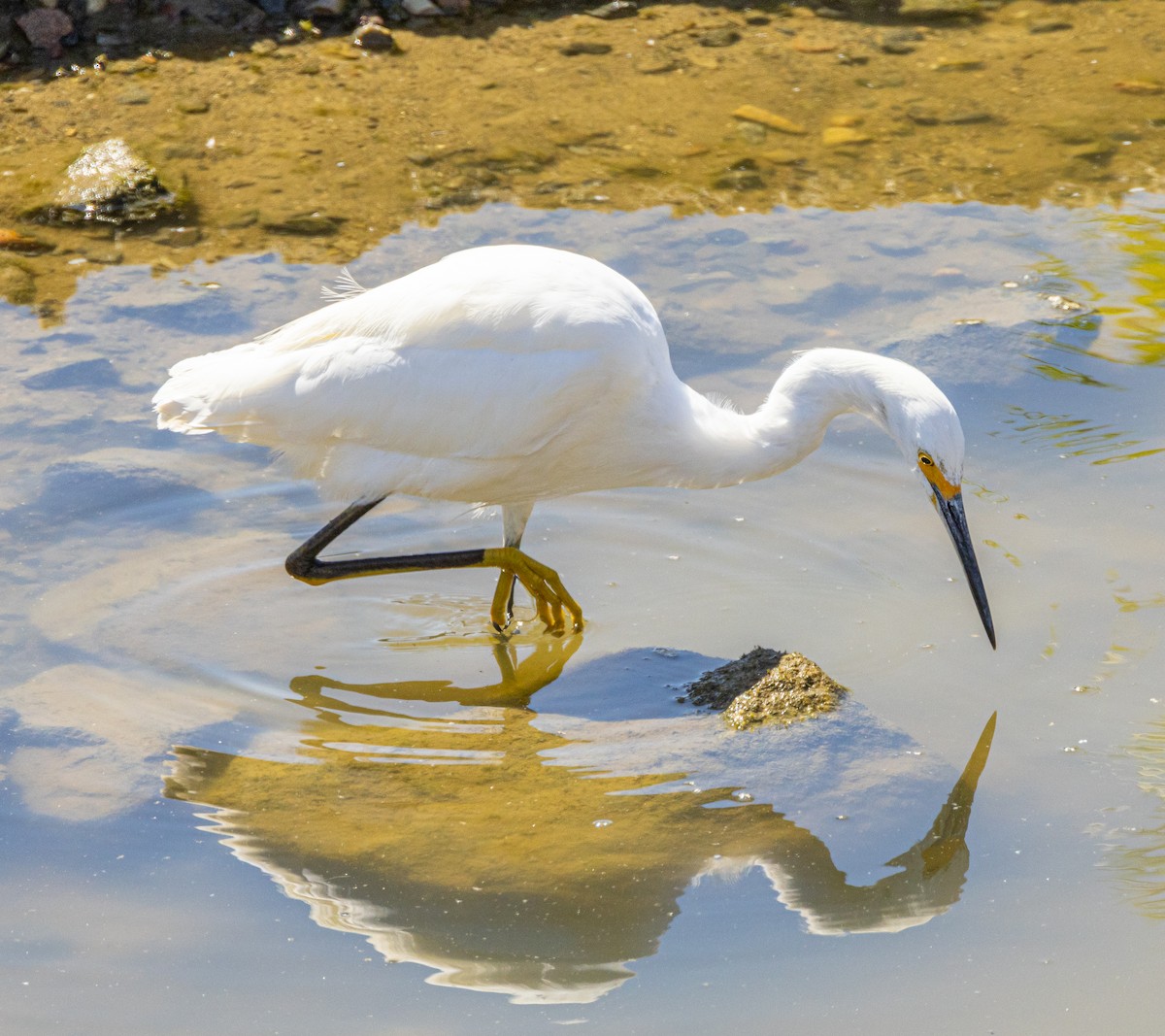 Snowy Egret - Ben  Valdez