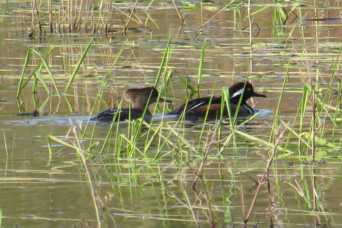 Hooded Merganser - Mayuko Fujino