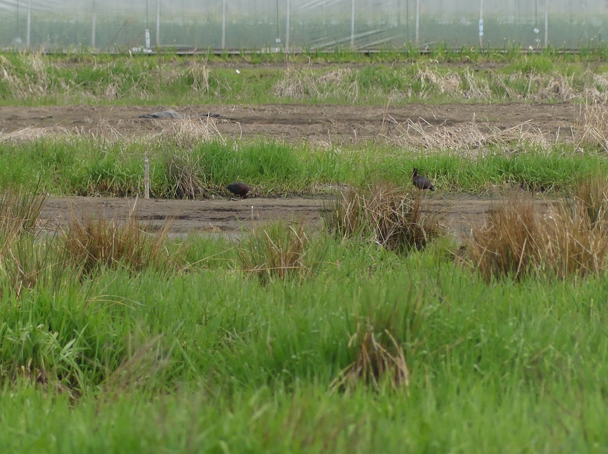 Glossy Ibis - ML618176600