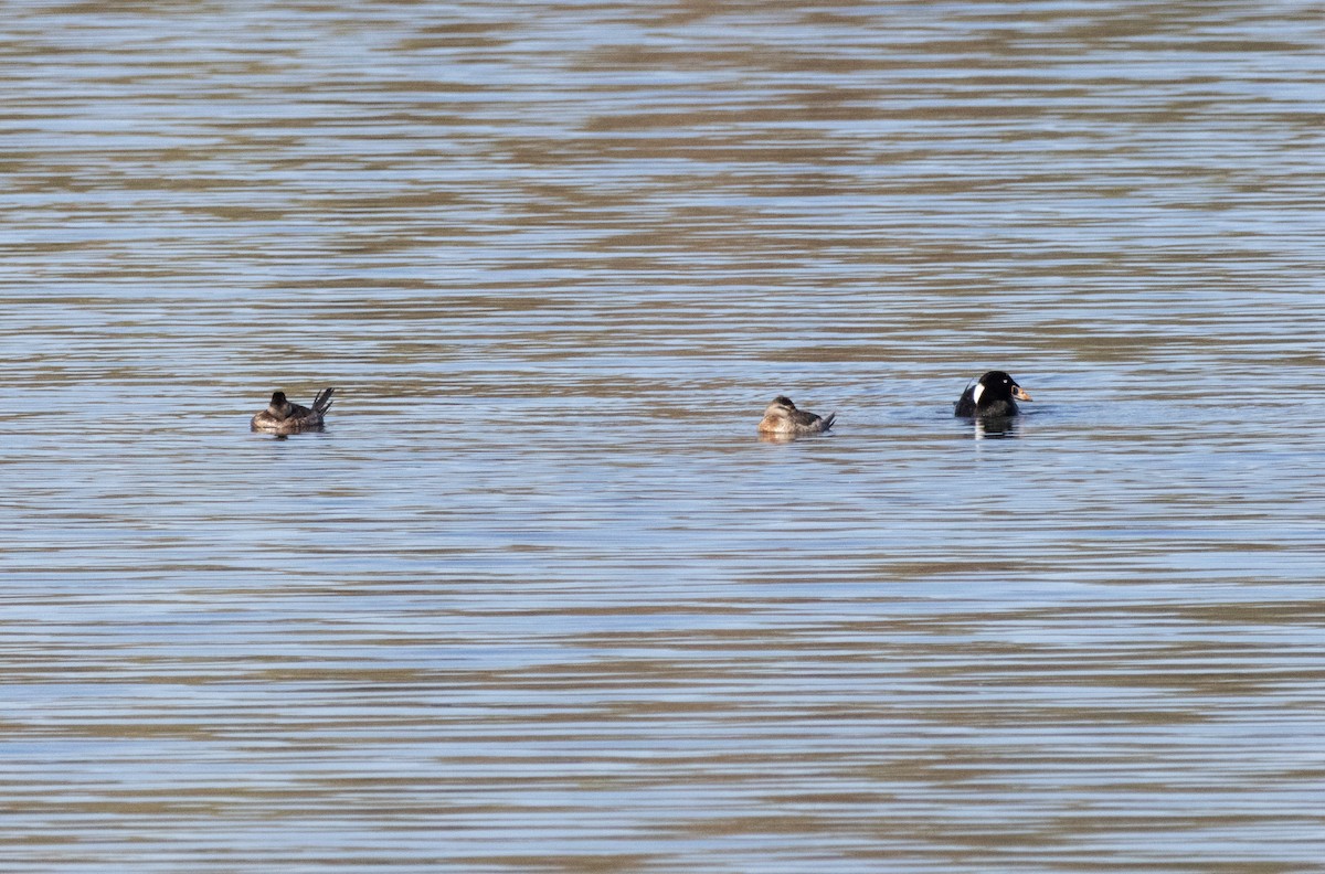 Surf Scoter - ML618176627