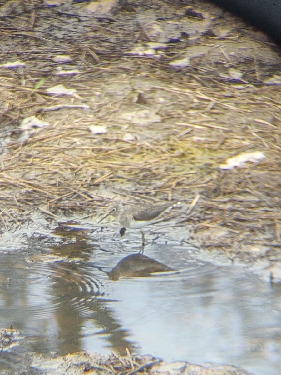 Solitary Sandpiper - ML618176629