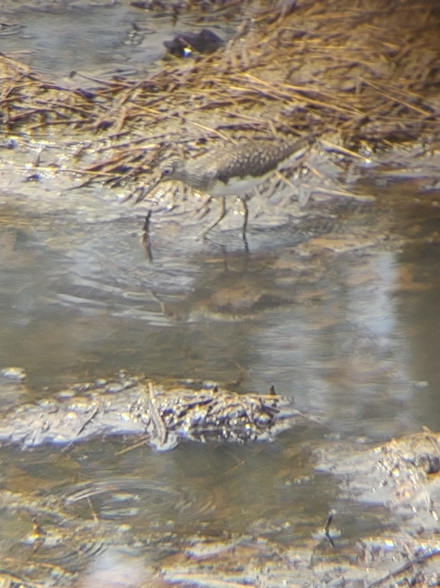 Solitary Sandpiper - Audrey Patterson