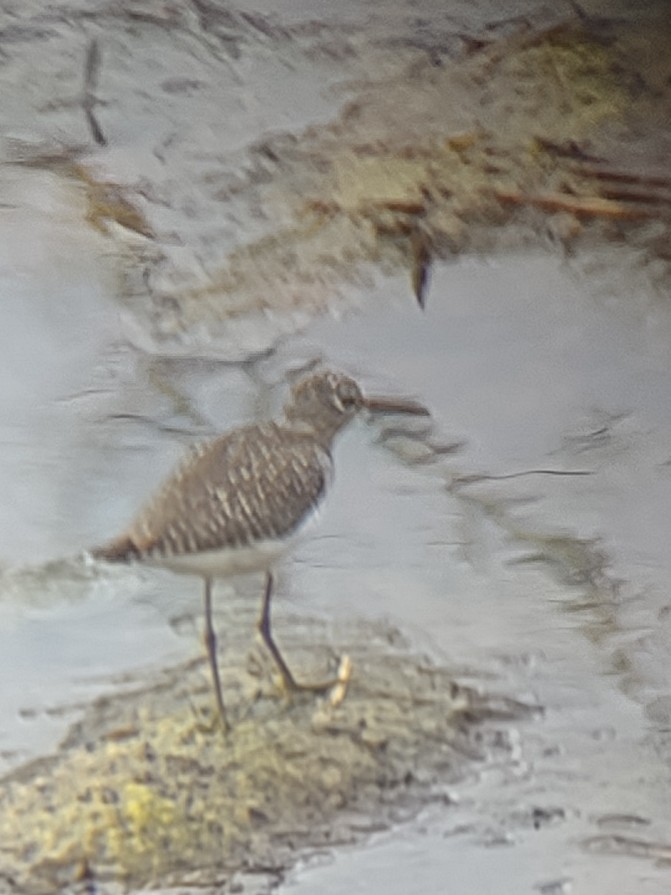 Solitary Sandpiper - ML618176632