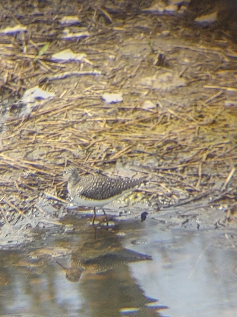 Solitary Sandpiper - ML618176633