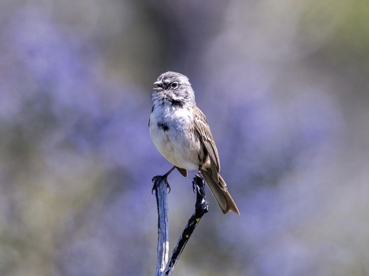 Bell's Sparrow - Andrew Kenny