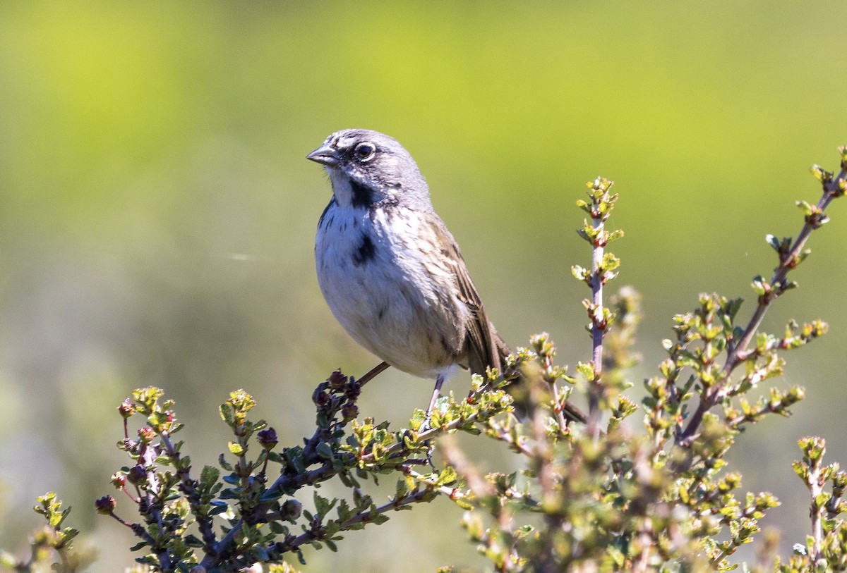 Bell's Sparrow - Andrew Kenny