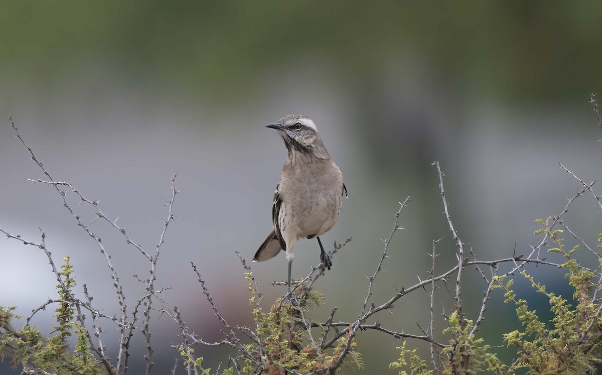 Chilean Mockingbird - ML618176638