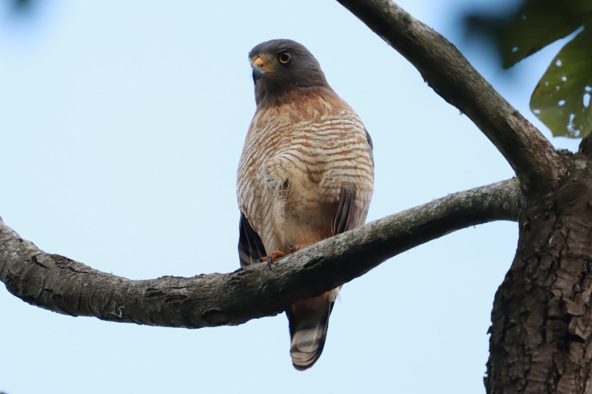 Roadside Hawk - João Paulo Durante