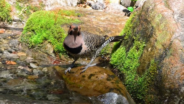 Northern Flicker - ML618176679