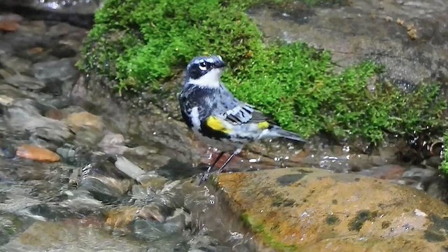 Yellow-rumped Warbler - ML618176716