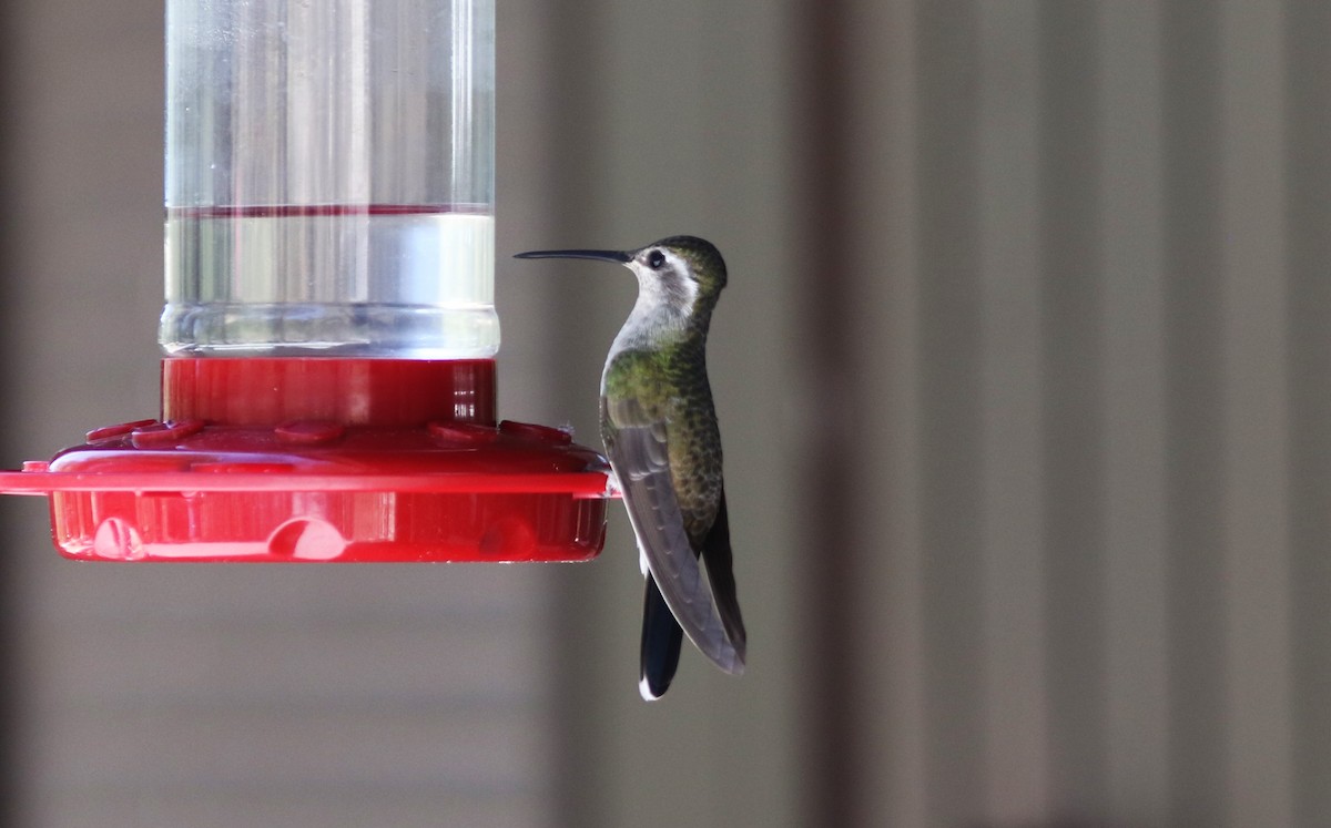 Blue-throated Mountain-gem - Steven Glynn