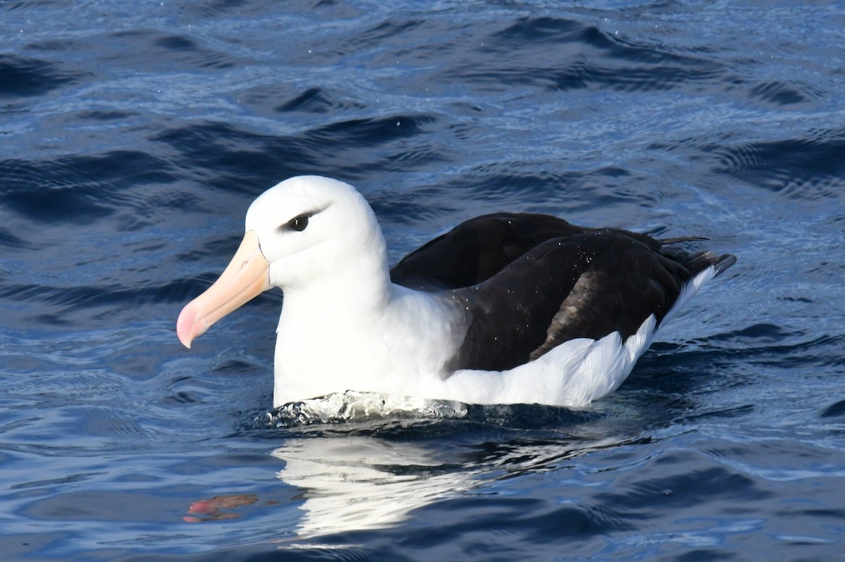 svartbrynalbatross - ML618176725