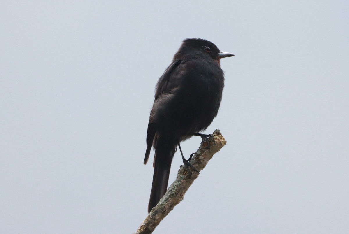 Velvety Black-Tyrant - João Paulo Durante