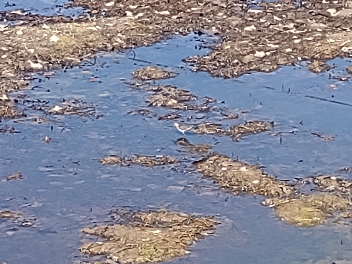 Solitary Sandpiper - ML618176762