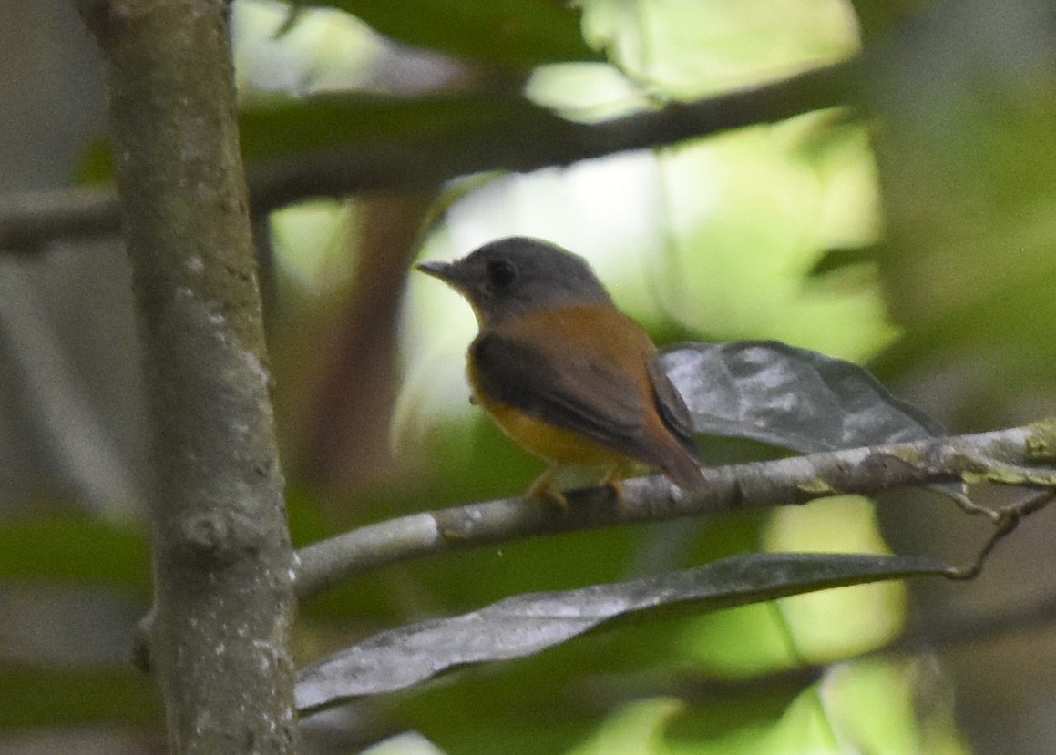 White-crested Spadebill - ML618176768