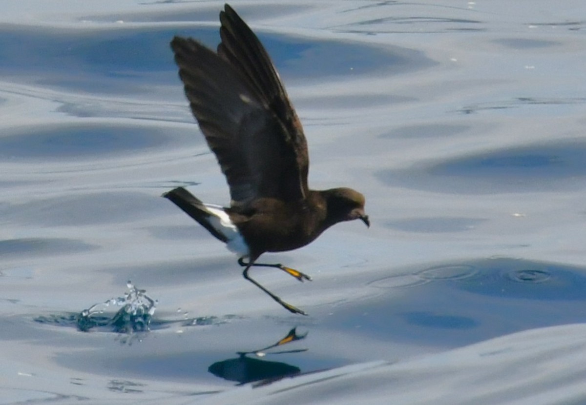 Wilson's Storm-Petrel - ML618176798