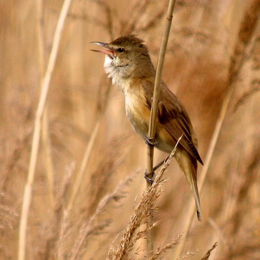 Great Reed Warbler - Stu Elsom