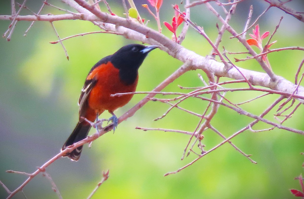 Orchard Oriole - ML618176845