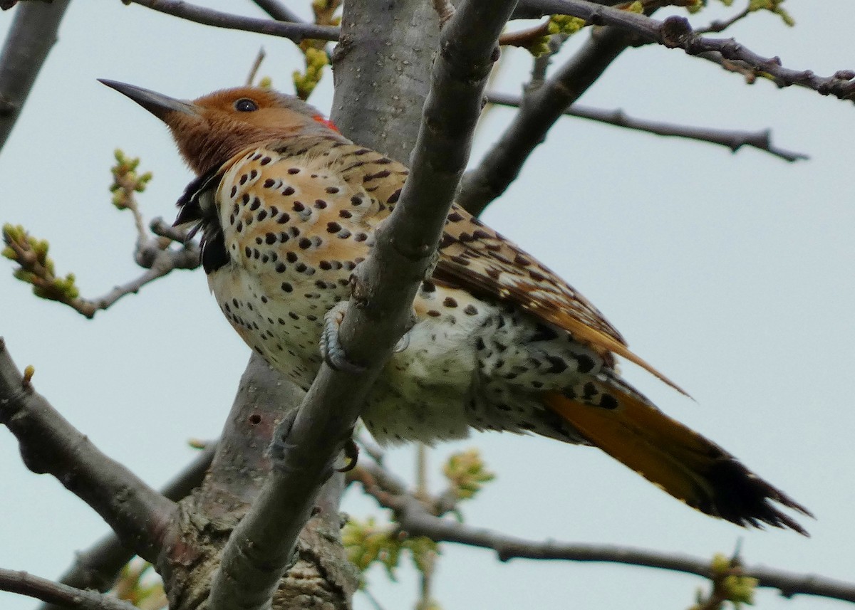 Northern Flicker - ML618176877