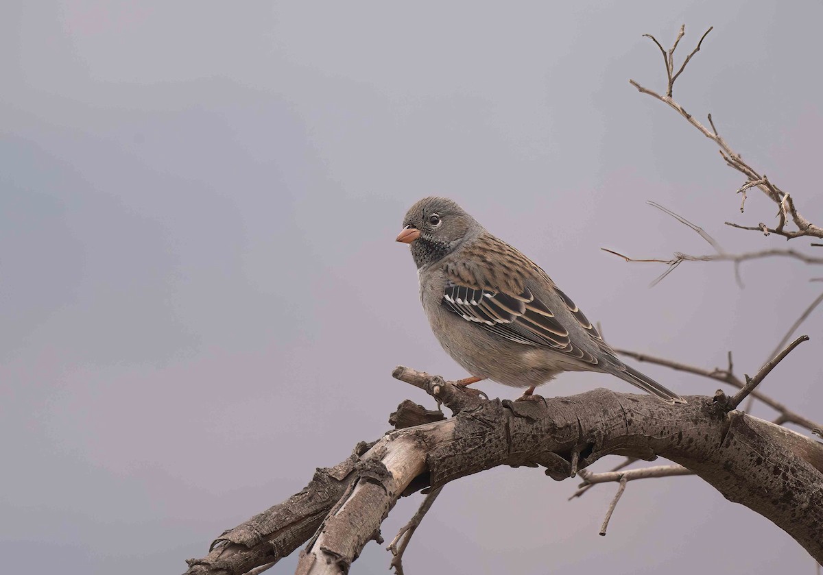 Mourning Sierra Finch - Luis R Figueroa