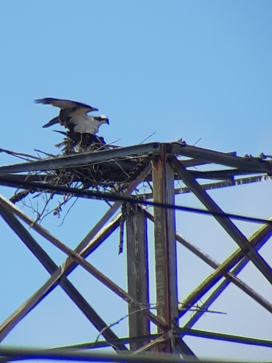 Osprey - élaine bouchard