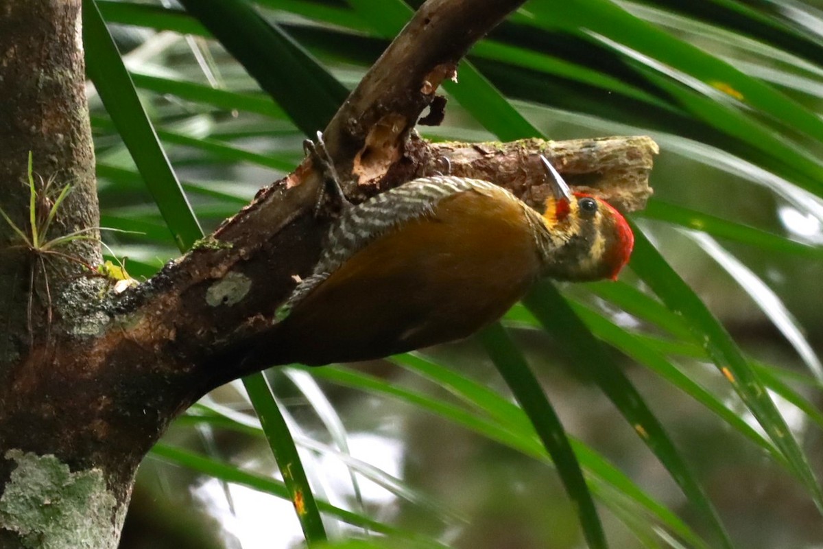 White-browed Woodpecker - João Paulo Durante