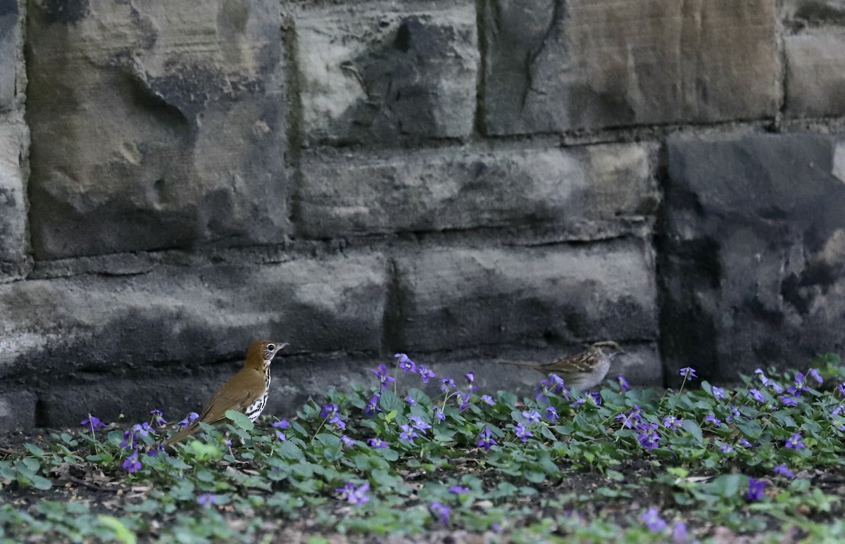 Wood Thrush - Lenore Charnigo