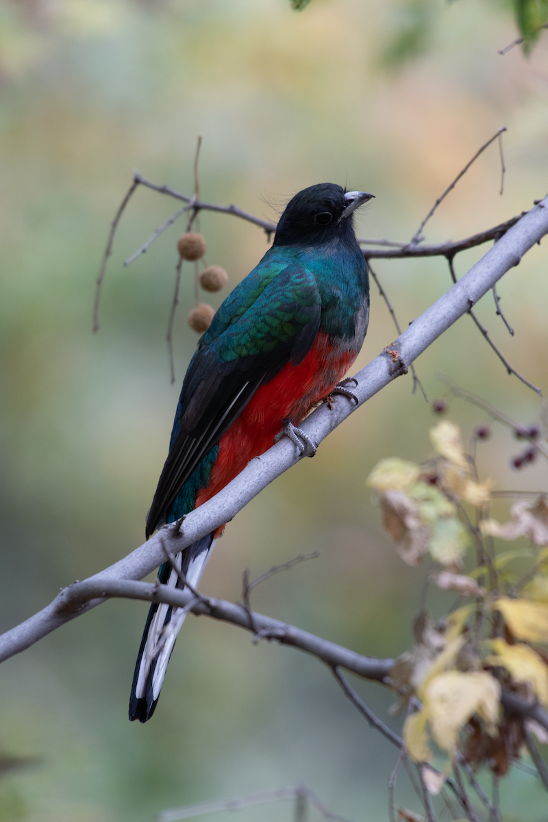 Eared Quetzal - ML618177014