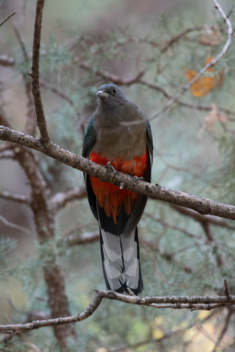 Eared Quetzal - ML618177015