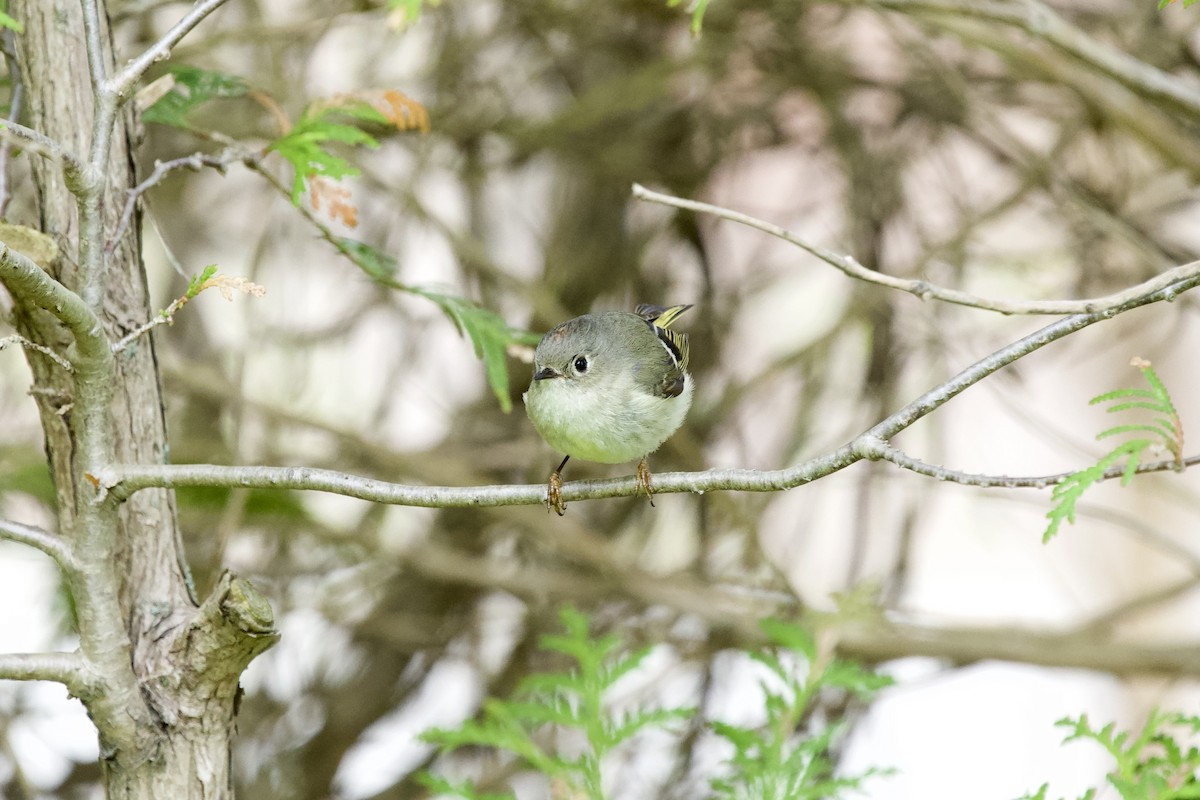 Ruby-crowned Kinglet - Ian Jarvie