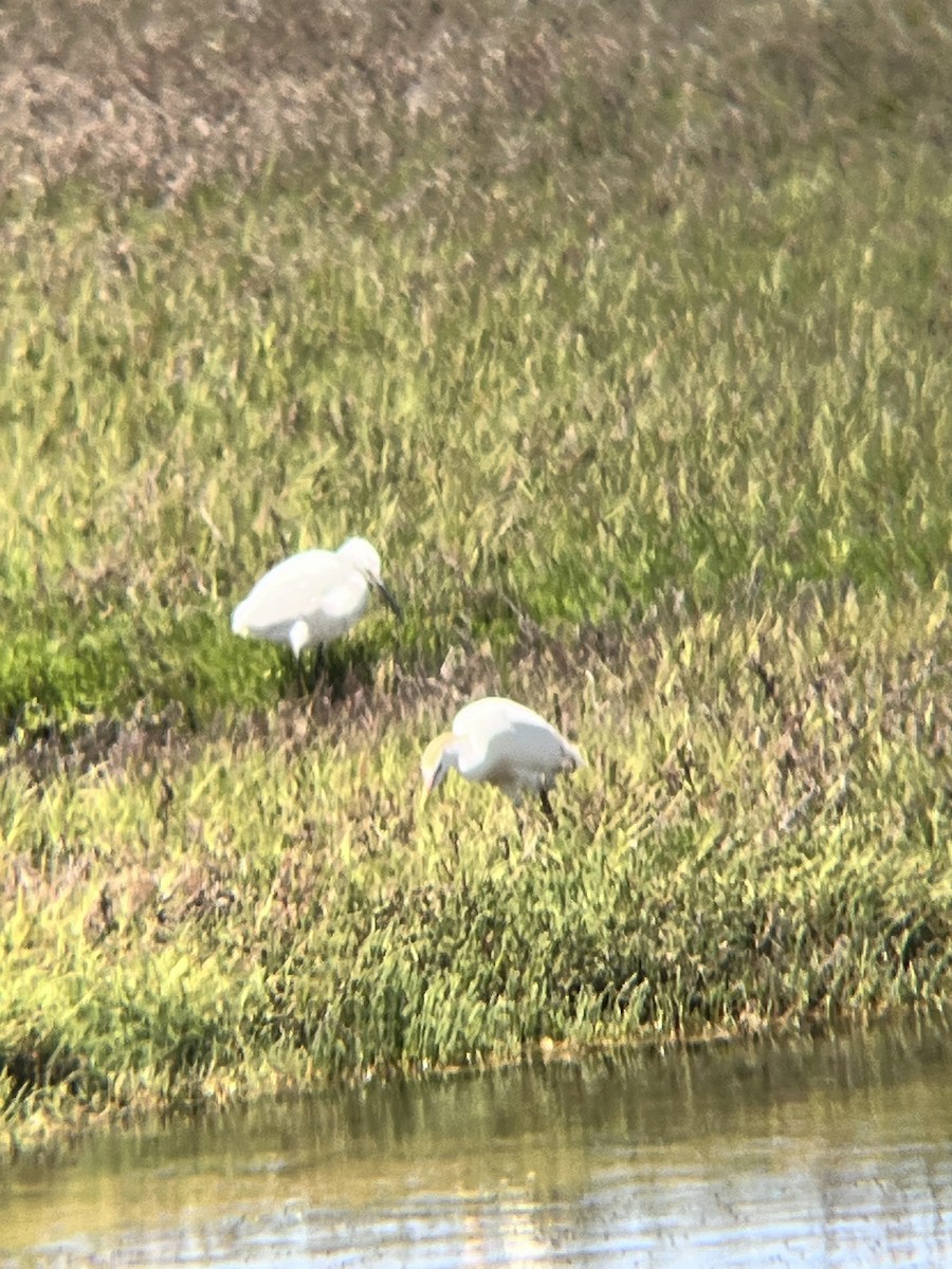 Western Cattle Egret - Tyler Gianni