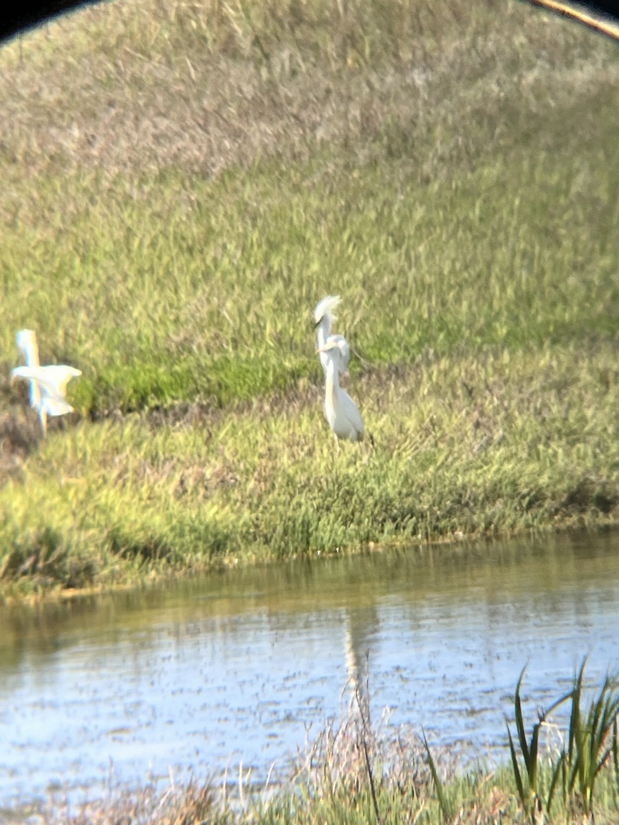 Western Cattle Egret - ML618177070