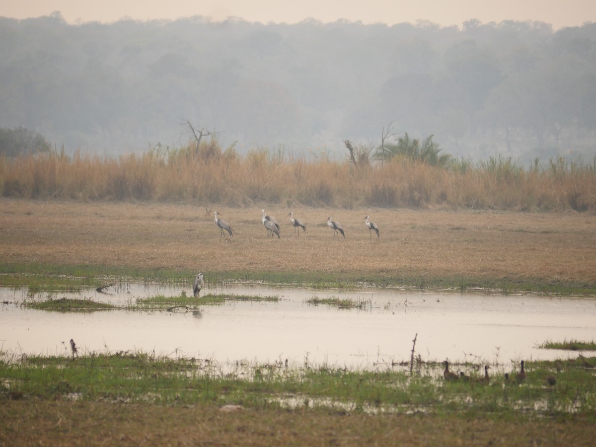 Wattled Crane - Tim Boucher