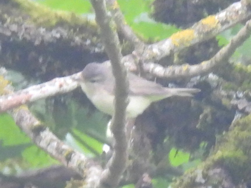 Warbling Vireo - Erik Bergman