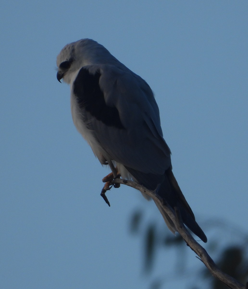 Black-shouldered Kite - ML618177094