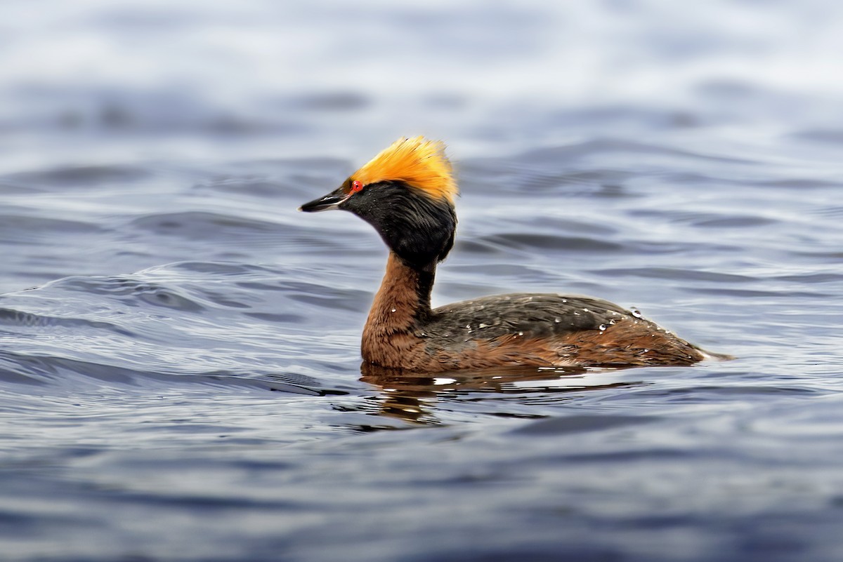 Horned Grebe - ML618177097