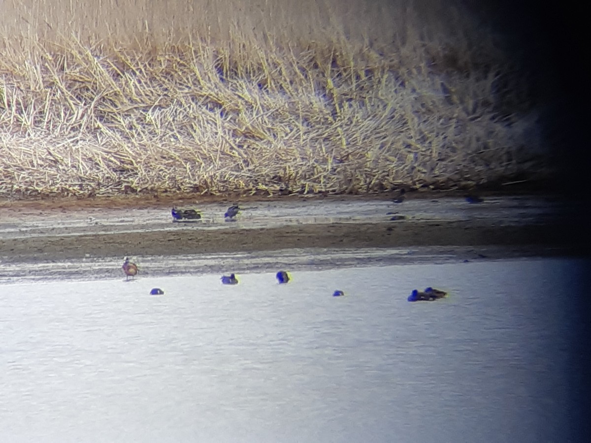 American Wigeon - élaine bouchard