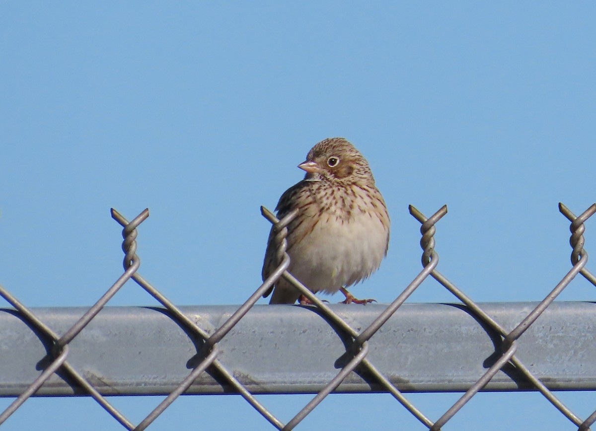 Vesper Sparrow - ML618177117