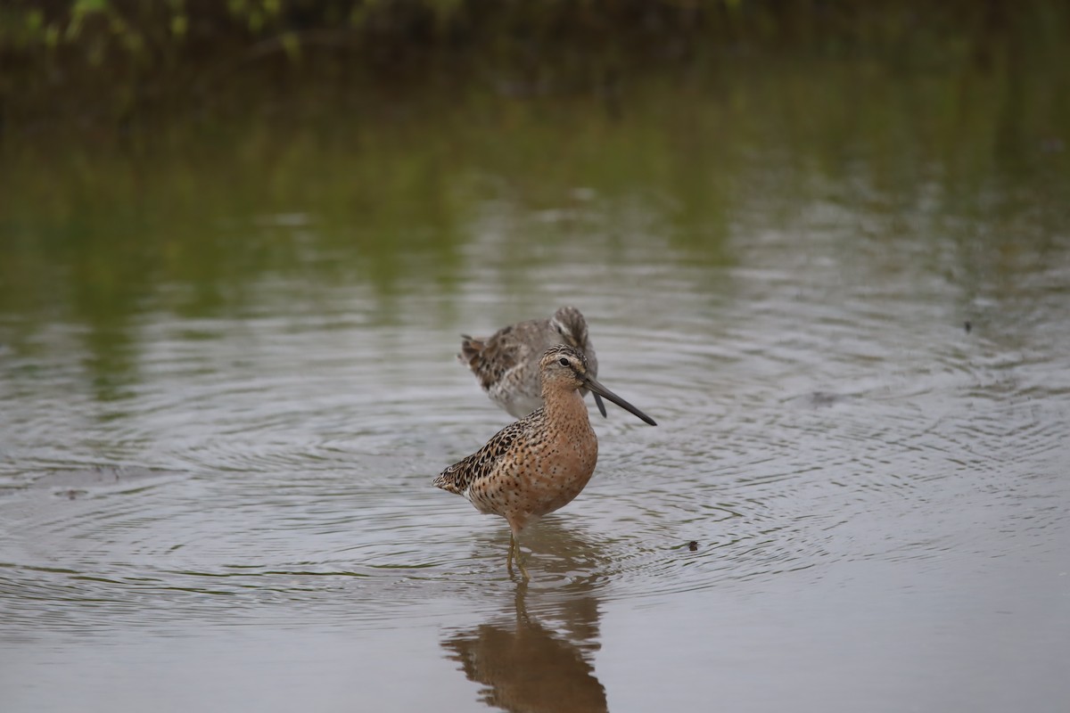 Short-billed/Long-billed Dowitcher - Jeff Schroeder