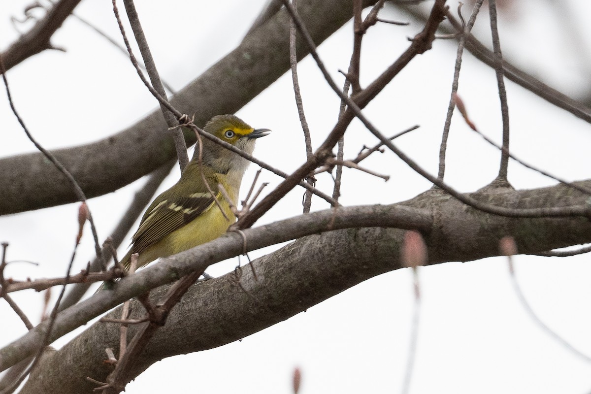 White-eyed Vireo - ML618177158