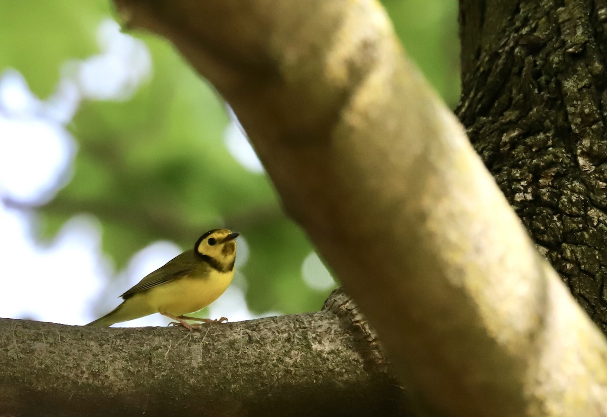 Hooded Warbler - ML618177161