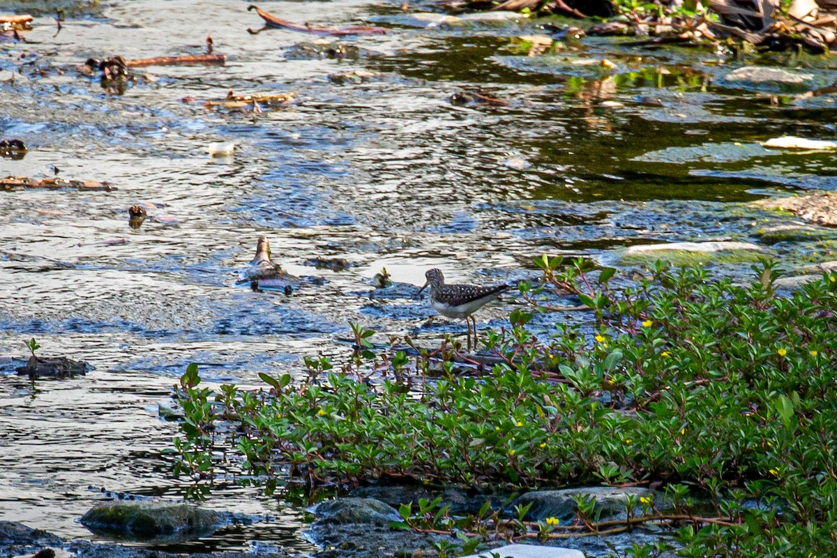 Solitary Sandpiper - ML618177165