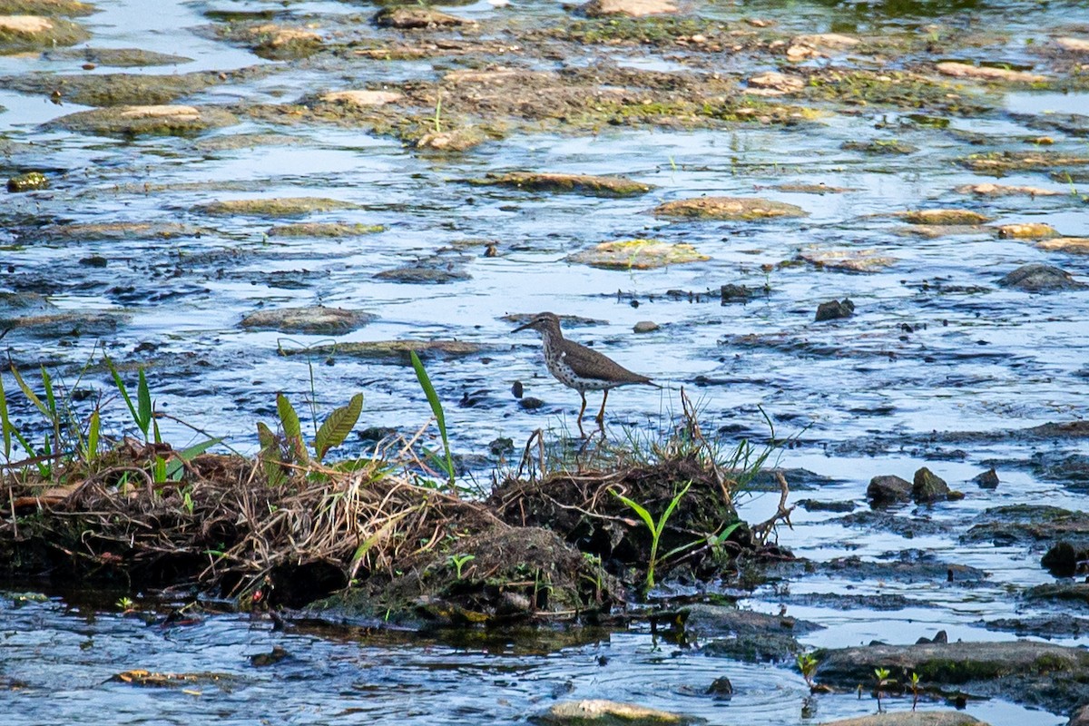 Spotted Sandpiper - ML618177177