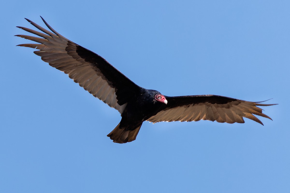 Turkey Vulture - Matt Tarr